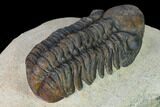 Detailed, Reedops Trilobite - Atchana, Morocco #165891-3